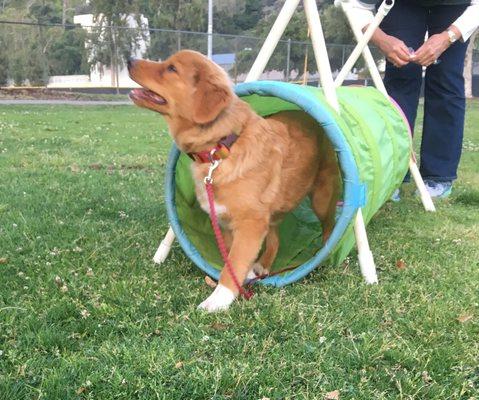 Puppy Class Student going through Tunnel