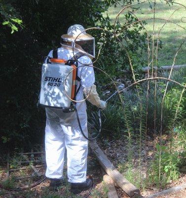 Yellow jacket elimination by an Arrow exterminator