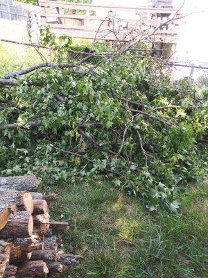 Limbs off the tree in front that needed some cut off and the bottom thinned.