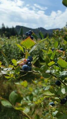 Several varieties of blueberry scattered throughout.