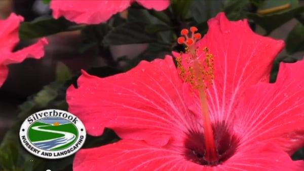 Beautiful flowers at Silverbrook Nursery