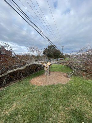 Split tree getting removed and stump grinded