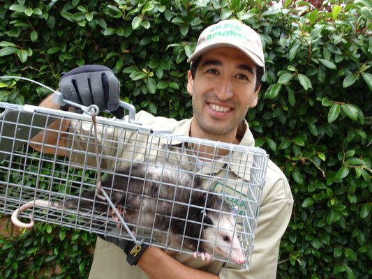 Pest Animal Removal Tempe