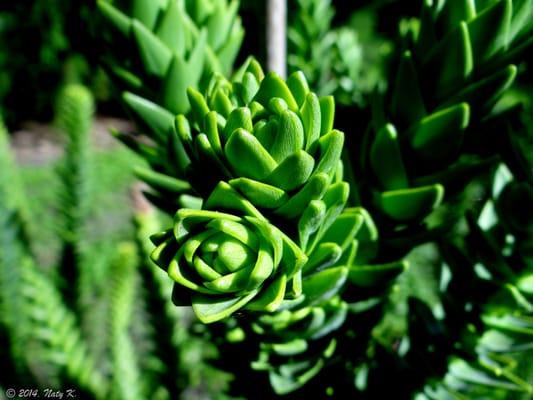 Araucaria Muelleri.