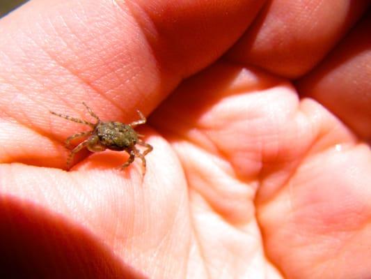 Tiny crabs can be seen by the boat launch.