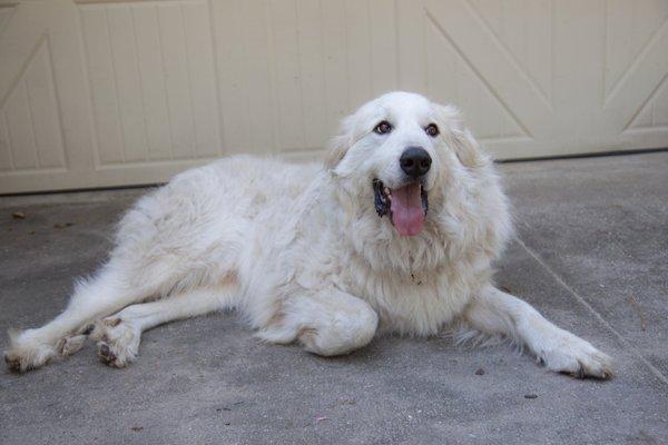 farm doggo