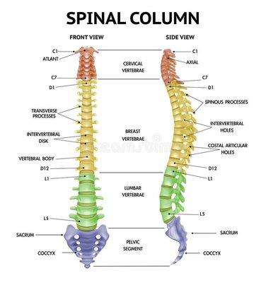 Too many neck crunches in the past.