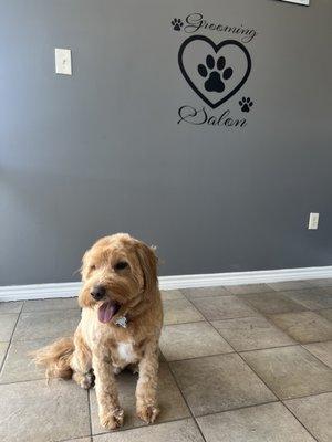 Happy dog after being groomed at Grooming Tails