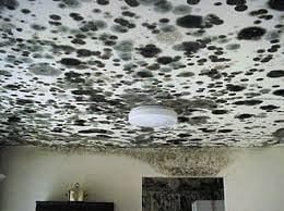 Dealing with Mold? We Can Help! Call SERVPRO of Newport News at 757.244.8467