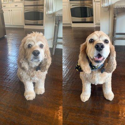 Cocker spaniel cut. We did a #4 all over, such a great length for him!