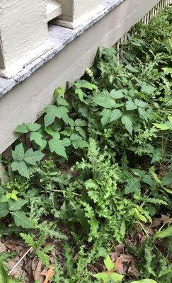 The gardens feature poison ivy and thistle. The poison ivy does have a lovely fall color.