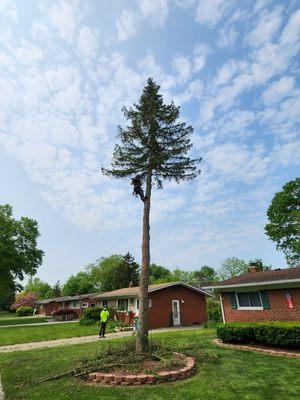 True Cut Tree Care