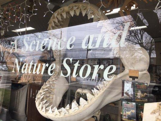 Store window with Megalodon jaws