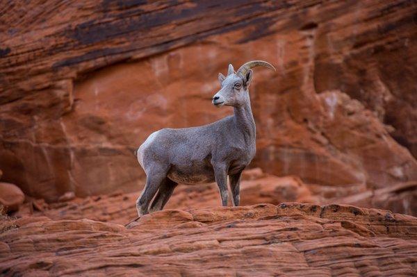 Valley of Fire State Park