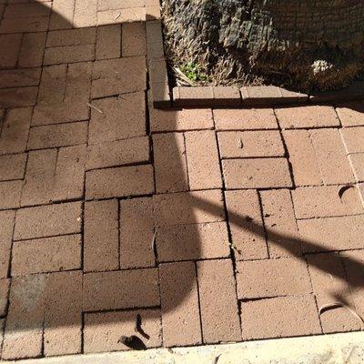 Patio floor raised tile around palm tree roots lifting floor. Unsafe to walk.