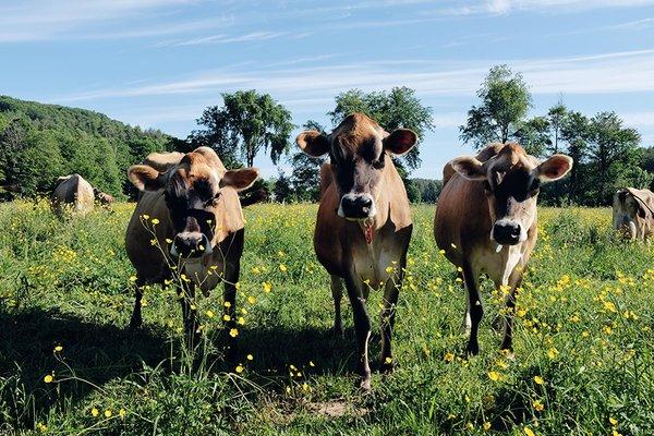 Jersey Girls Dairy & Farm Store