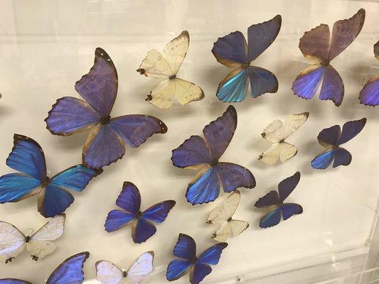 Butterfly Display