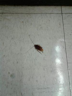 Hey, roaches gotta shop, too!