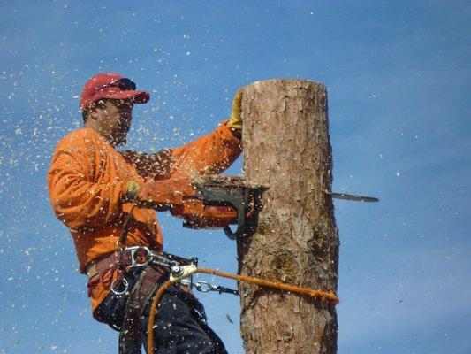 Sam's Tree Service Removal & Trimming