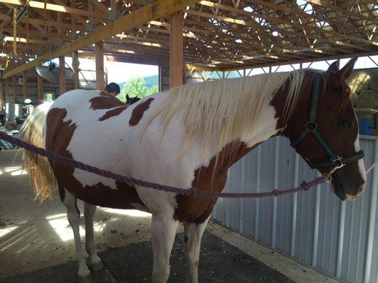 Italia - Registered Paint Mare Brood Mare having her first foal this Spring.