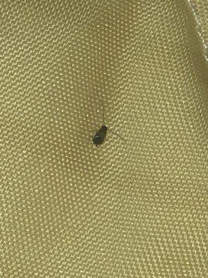 The bed bug I found in my bed.