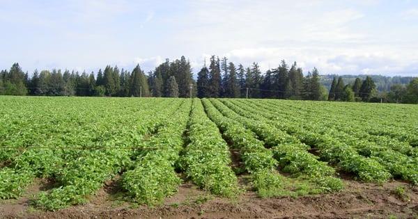 Hood Strawberry field