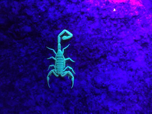 Nighttime scorpion hunt