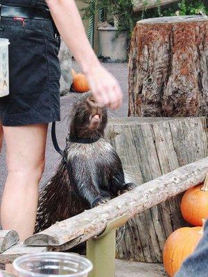 Up close with the spikey African porcupine