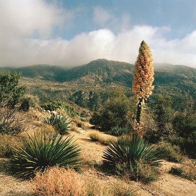 Coachella Valley