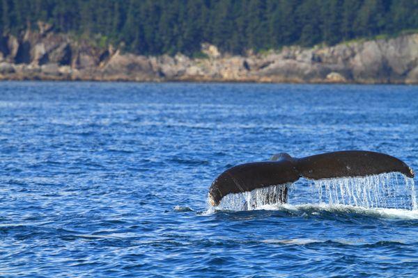 Whale Watching in Resurrection Bay