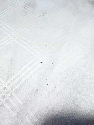 BED BUG MARKINGS!