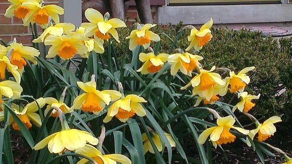 I love spring flowering bulbs!