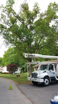 Oak tree was causing havoc to the customers roof,  sewer lines,  and making a mess all year round.