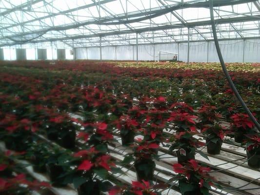 Gaddis Nursery Inc