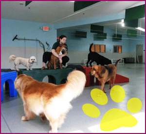 Fuzzy Butts Dog Daycare