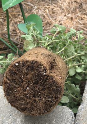 Bottom of plant showing brown roots and root bound