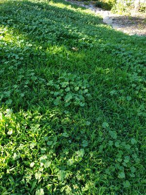 Crabgrass and other weeds