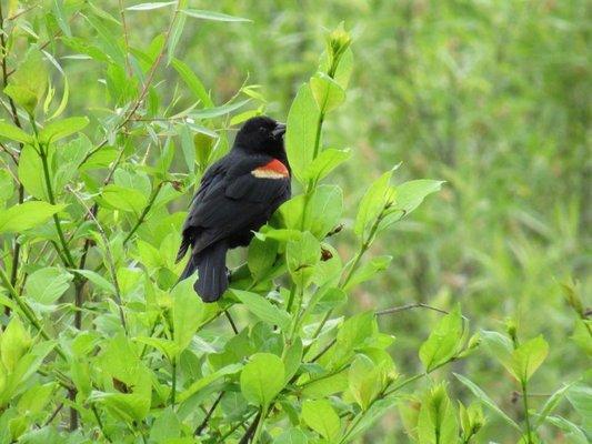 Red-winged Blackbird