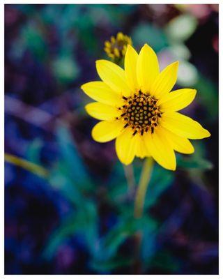 Slender sunflower