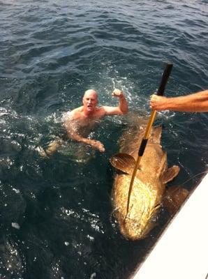 Goliath grouper