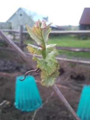 Bud break 2010