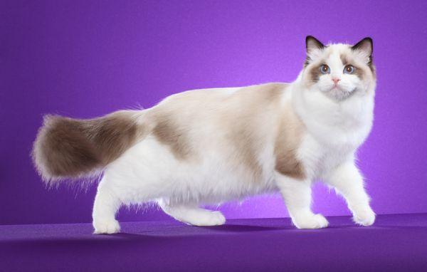 Furreal Ragdolls