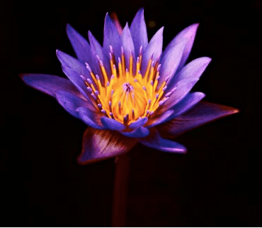 photo of Purple Lotus M.