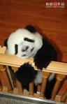 Photo of Baby Panda F.