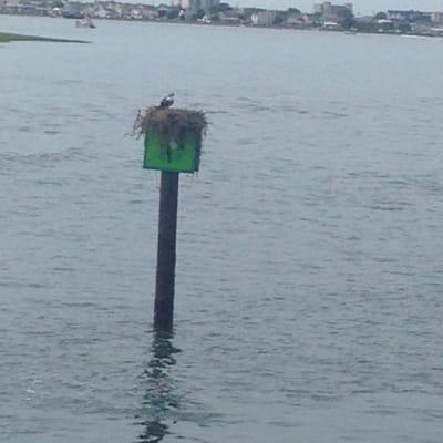 Osprey nest.