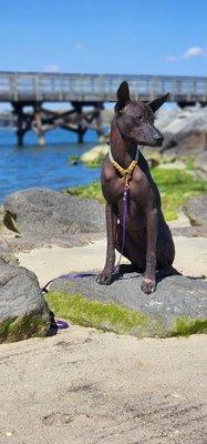 My dog on a field trip with Sarah from My Dog Listens