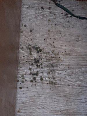 Mold growing by bedside