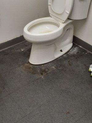 Puddles of urine on the floor around the toilet.