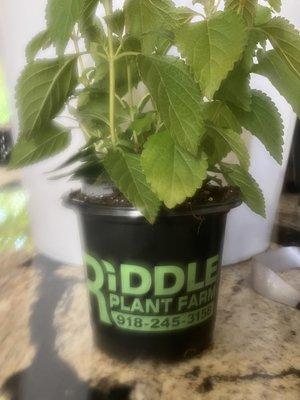 Riddle Plant Farm