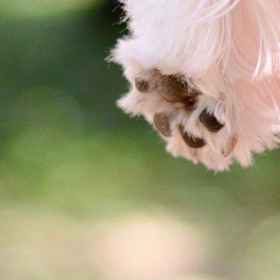 Puppy paw, just because it makes me smile.